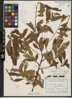 Foto von Salix aegyptiaca L. x Salix elbursensis Boiss.